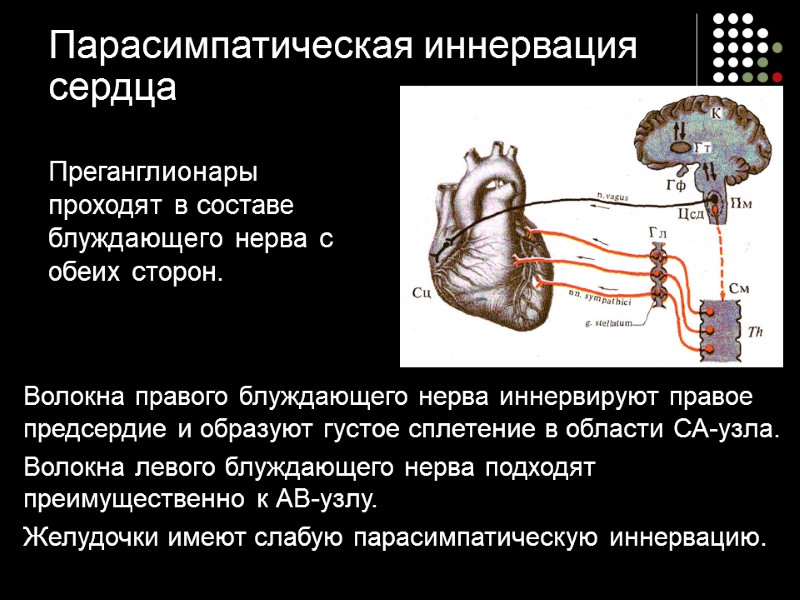 Парасимпатическая иннервация  сердца Преганглионары проходят в составе блуждающего нерва с обеих сторон. 